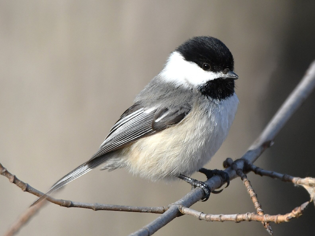 Lakeshore Nature Preserve at University of Wisconsin-麦迪逊必去景点