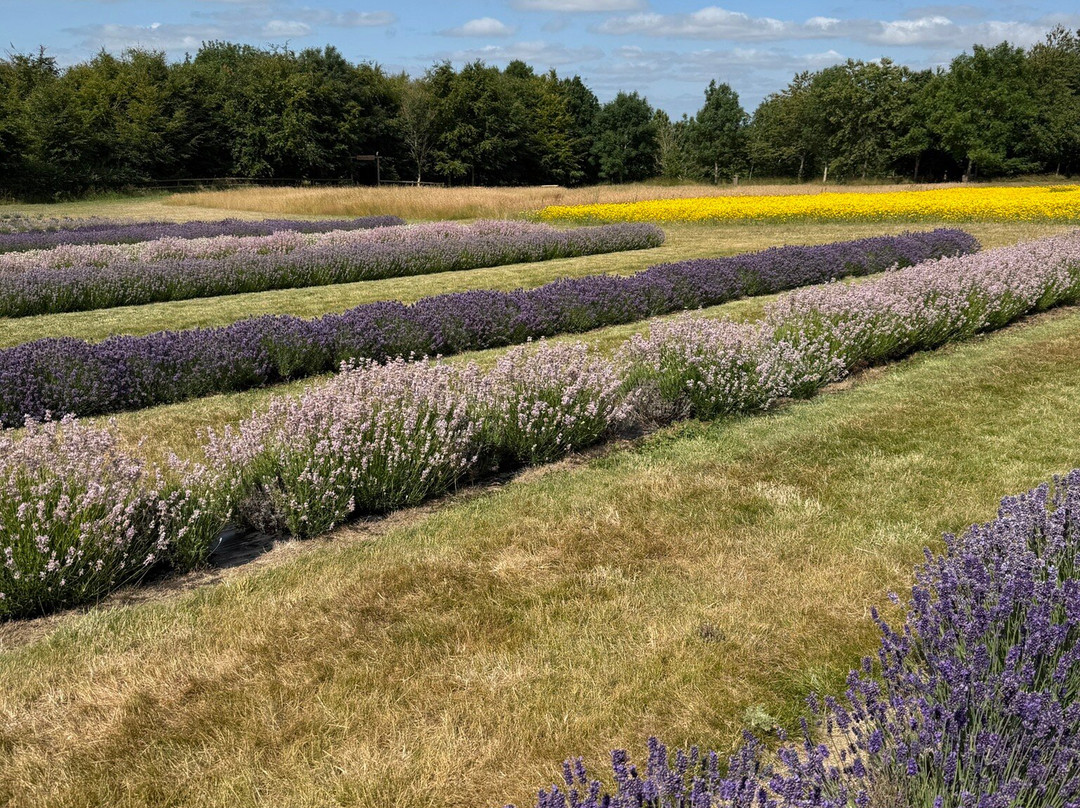 科茨沃尔德薰衣草-百老汇必去景点