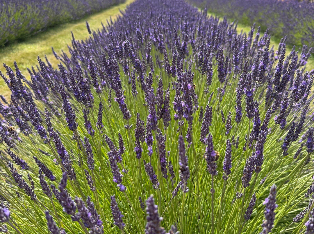 科茨沃尔德薰衣草-百老汇必去景点