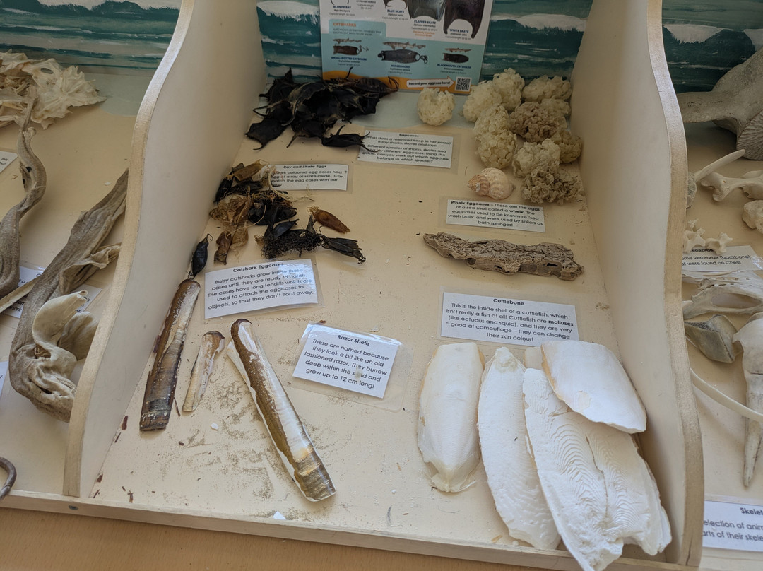 Dorset Wildlife Trust Wild Chesil Centre-Isle of Portland必去景点