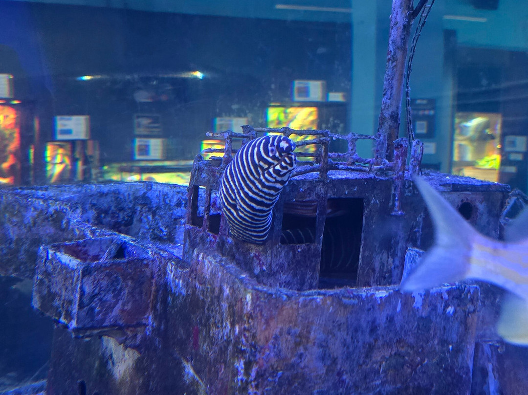 IMAG History & Science Center-迈尔斯堡必去景点