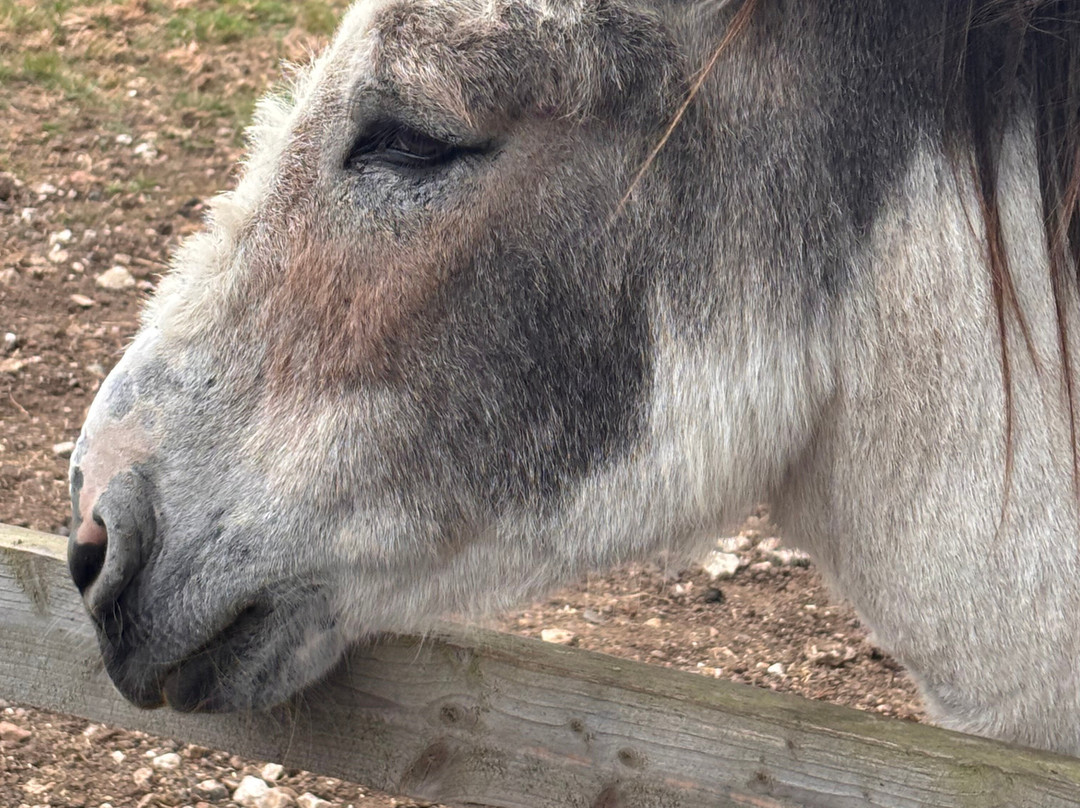 Radcliffe Donkey Sanctuary-Huttoft必去景点