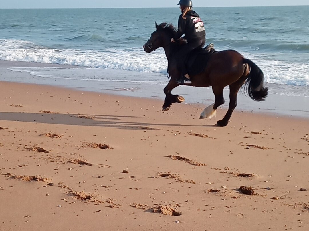 Les Ecuries de la Sauzaie-Bretignolles Sur Mer必去景点