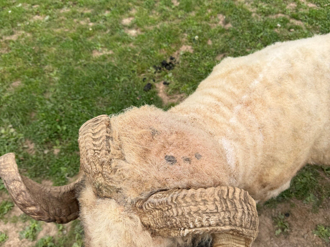 Active Kids Adventure Park-Stanley必去景点