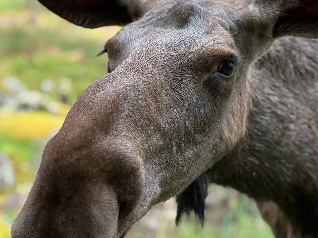 Älgparken-Ockelbo必去景点