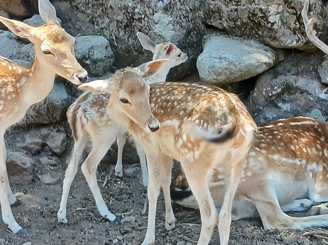 Kariofylli Farm-Lepetymnos必去景点