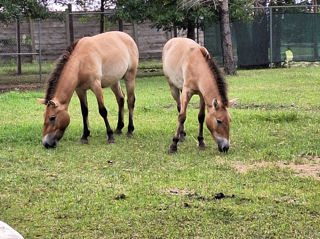 Red River Zoo-法戈必去景点