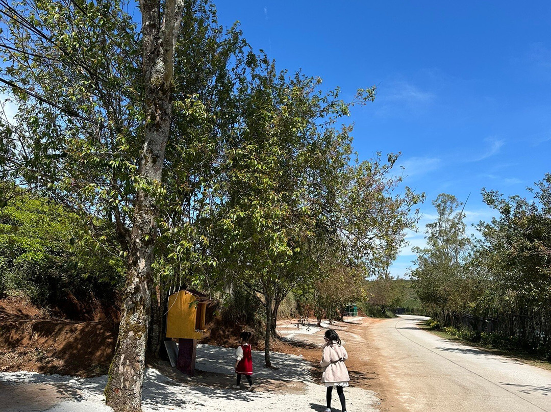 Cau Dat Tea Hill-大勒必去景点