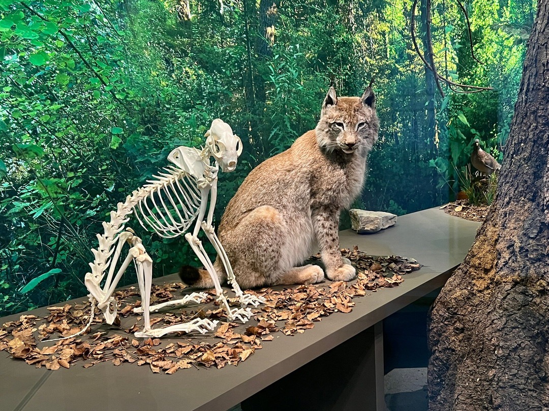 Liechtensteinisches Landesmuseum-瓦杜兹必去景点