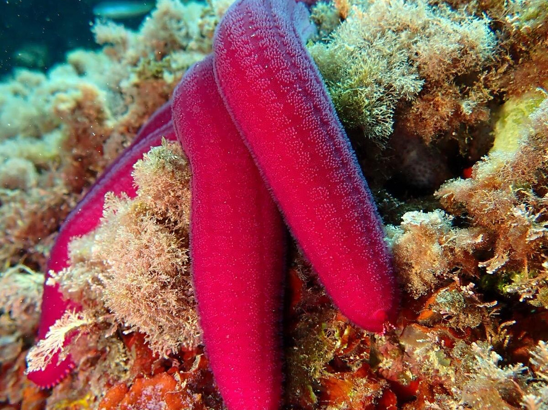 Buceo Les Basetes en Calpe-卡尔佩必去景点