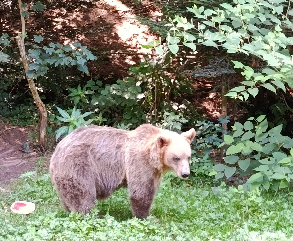 Alternativer Wolf- Und Barenpark Schwarzwald-Bad Rippoldsau-Schapbach必去景点