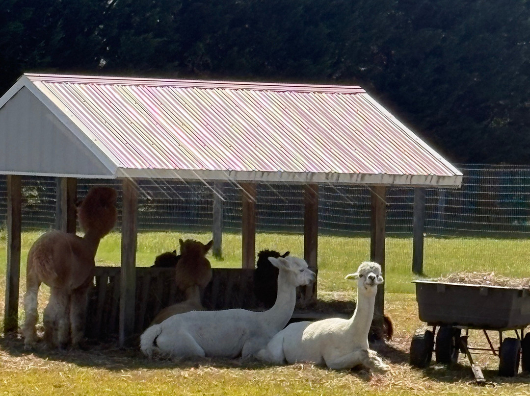 Silver Fox Farm Alpacas-Egg Harbor City必去景点