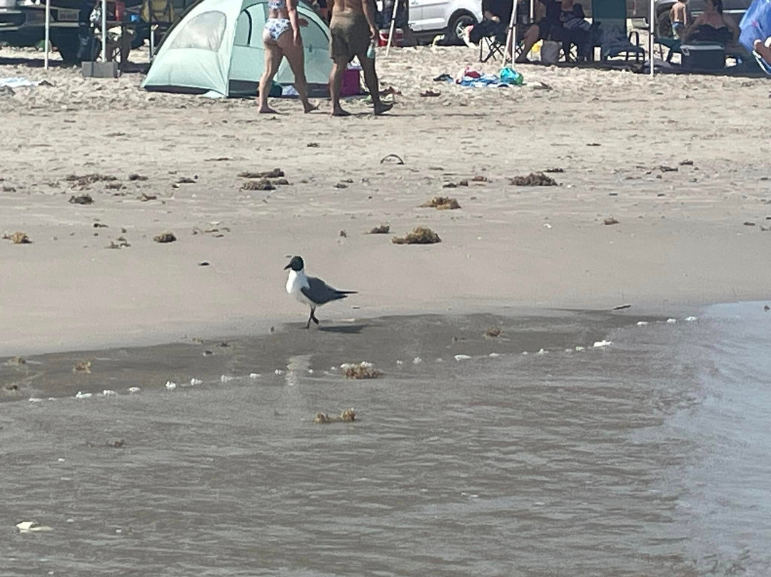 Michael J. Ellis Beach & Seawall-科珀斯克里斯蒂市必去景点