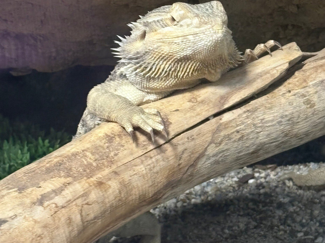 Parcul Nicolae Romanescu-克拉约瓦必去景点