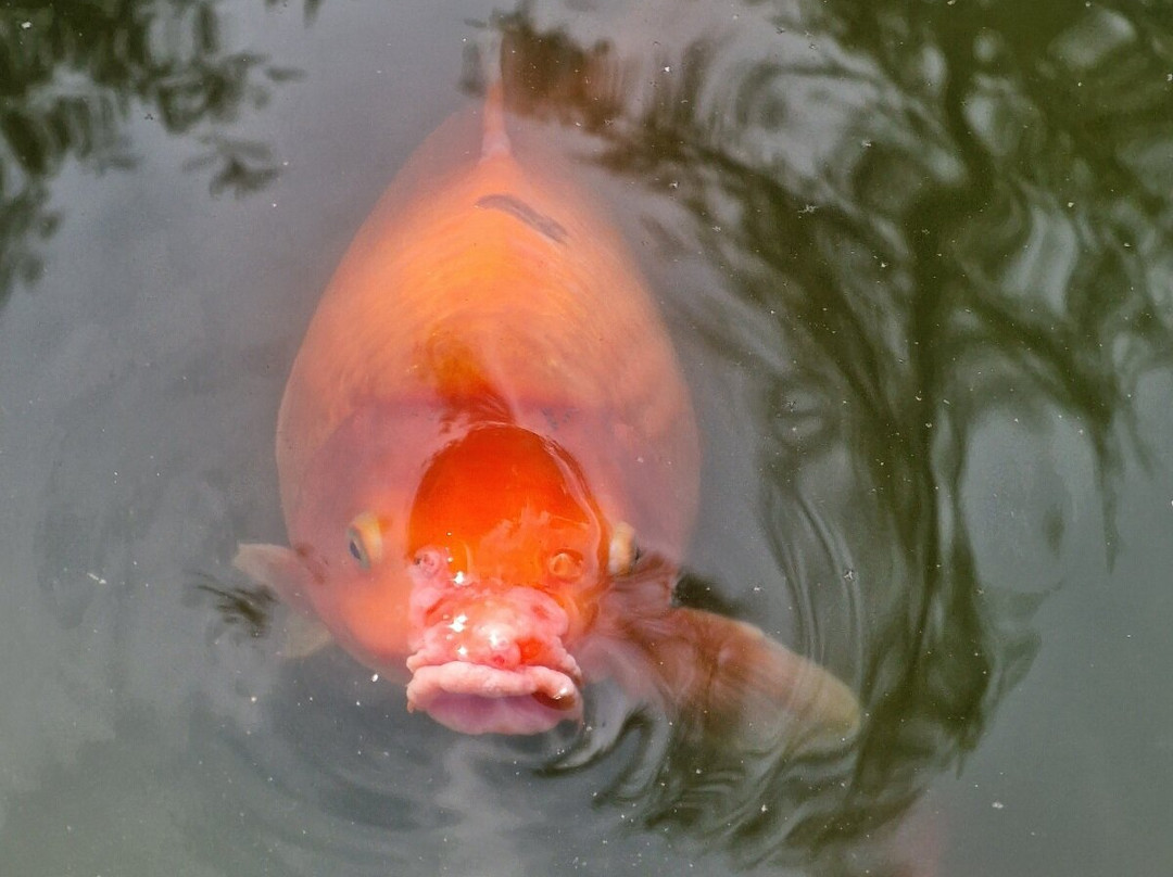 BELPARK- Parco Faunistico di Spormaggiore-Spormaggiore必去景点