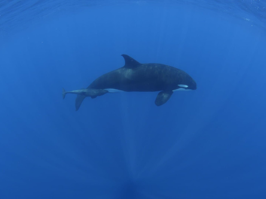 Baja Underwater Expeditions-La Ventana必去景点