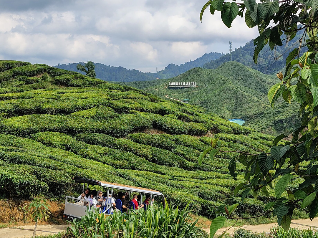 Cameron Valley Tea-丹那拉塔必去景点