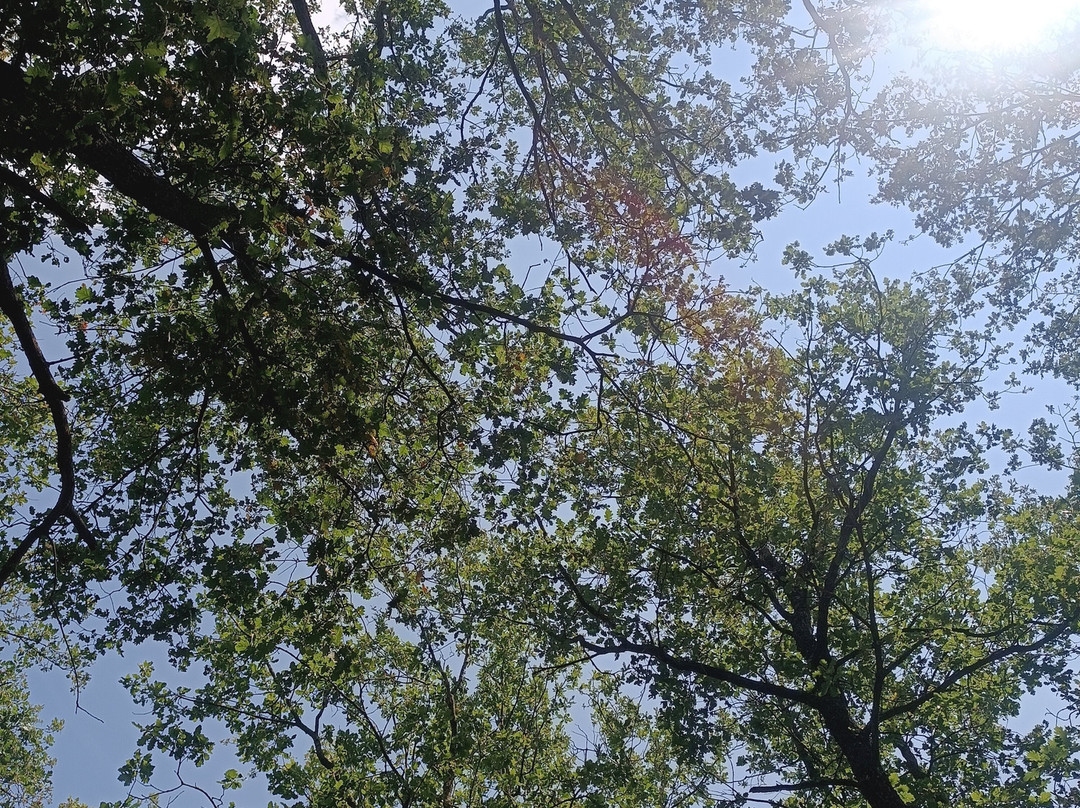 Parco Suburbano e Area Attrezzata Sciarone-Randazzo必去景点