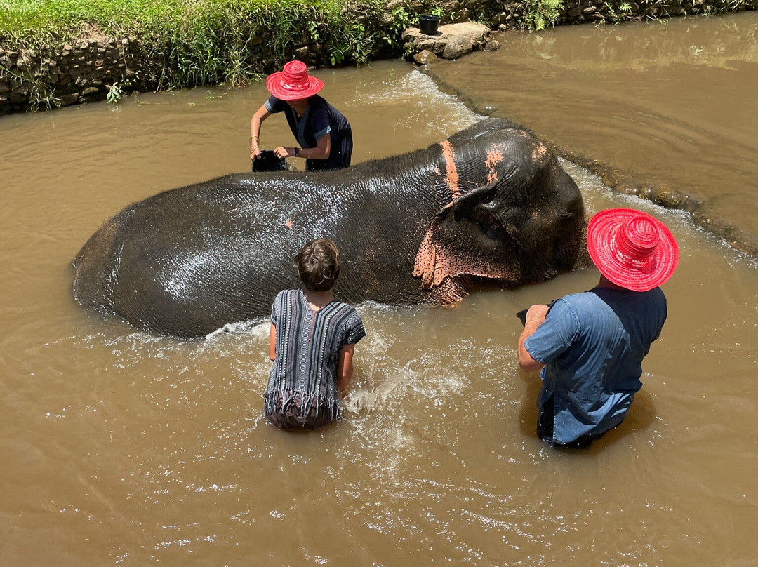 Doi Lom Elephant Rescue Sanctuary-夜登必去景点