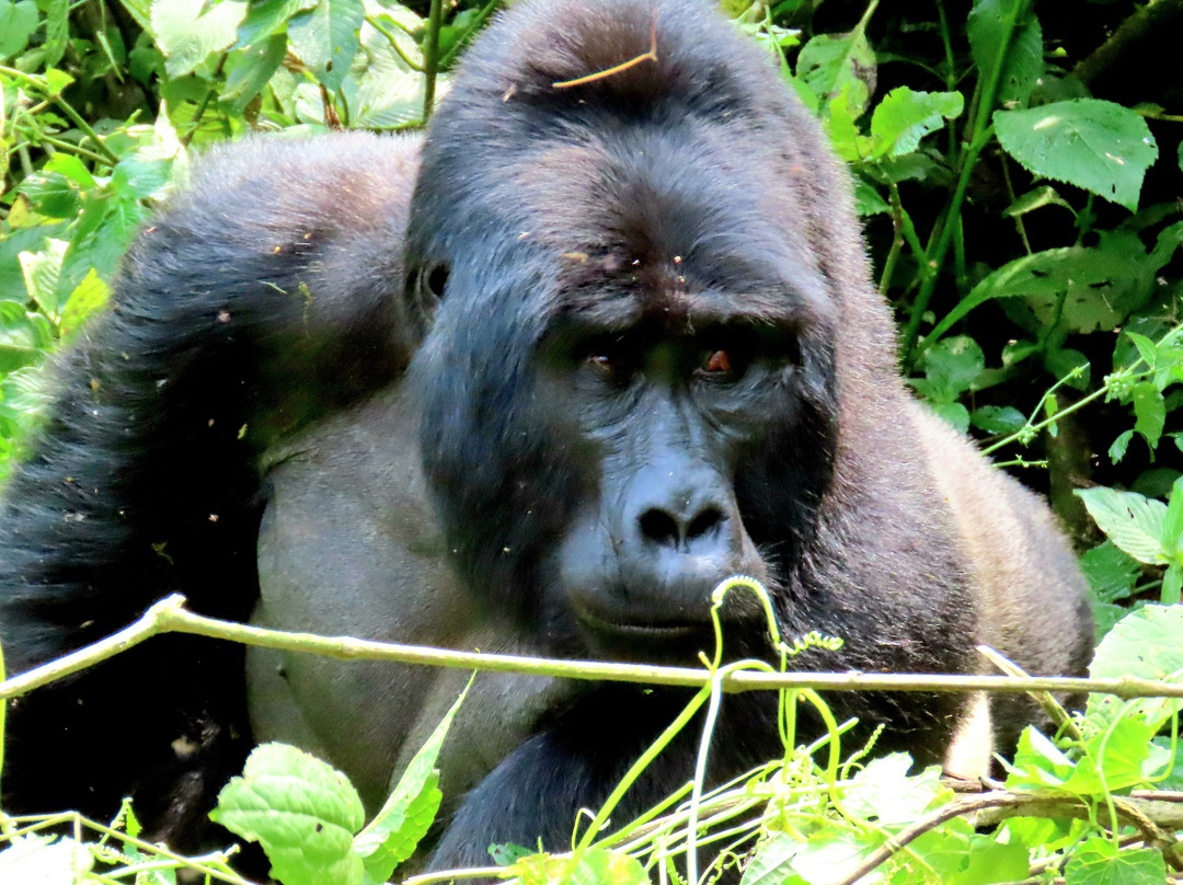 Bamboo Ecotours-坎帕拉必去景点