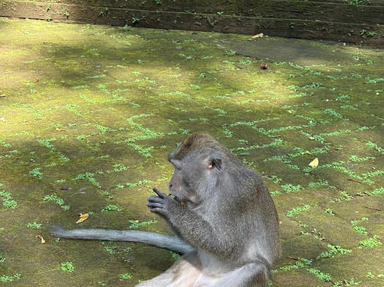 Krisna Bali Trekking Tour-金塔马尼必去景点