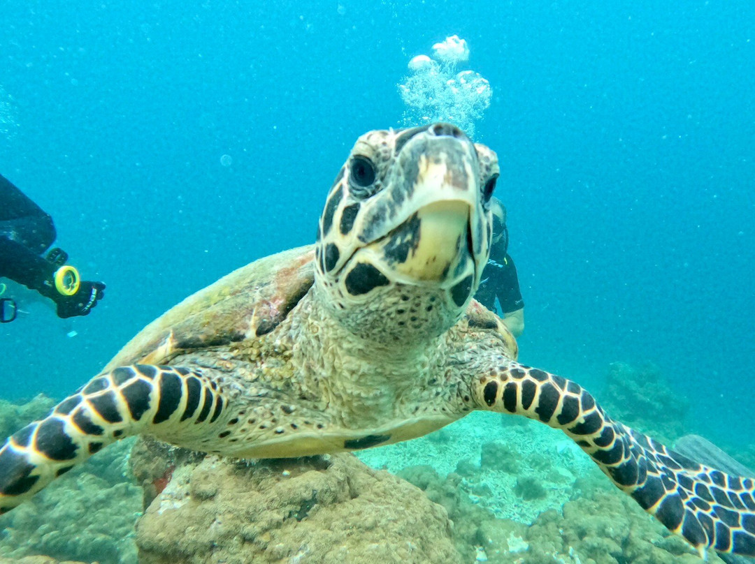 IDive Thudufushi-Thudufushi Island必去景点