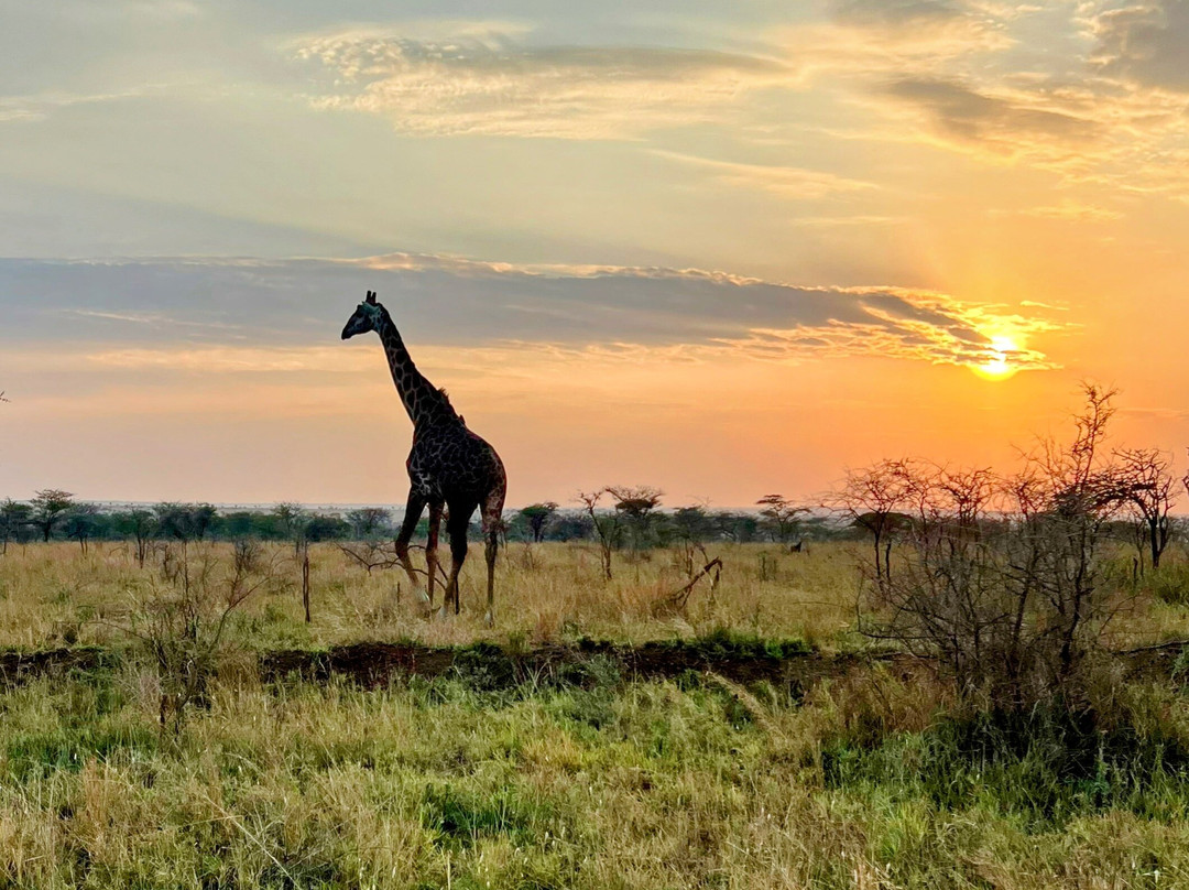Travel Partners Safari-阿鲁沙必去景点