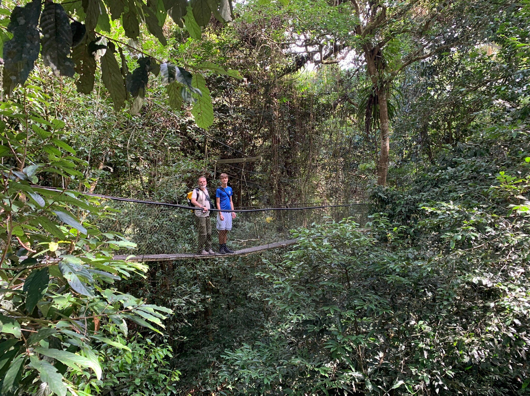 Mulu Skywalk-姆鲁国家公园必去景点