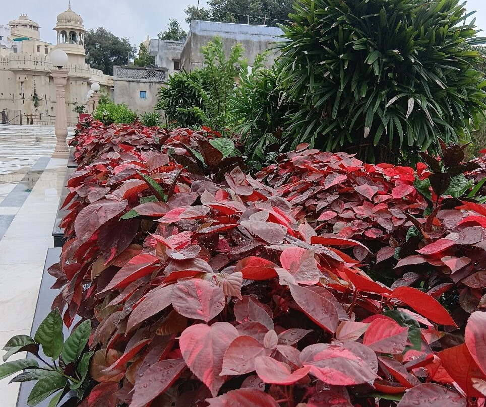 Shri Vallabh Vilas Lords Plaza主图