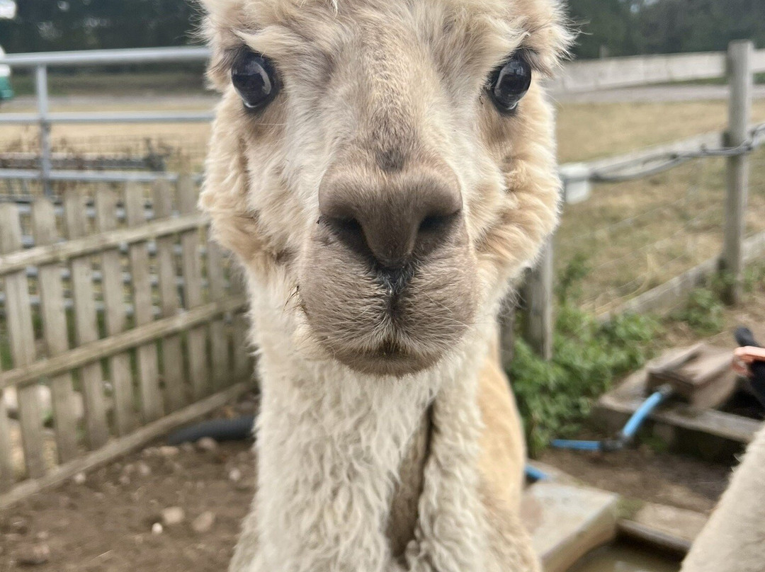Burntwood Alpaca and Animal Experience-Burntwood必去景点
