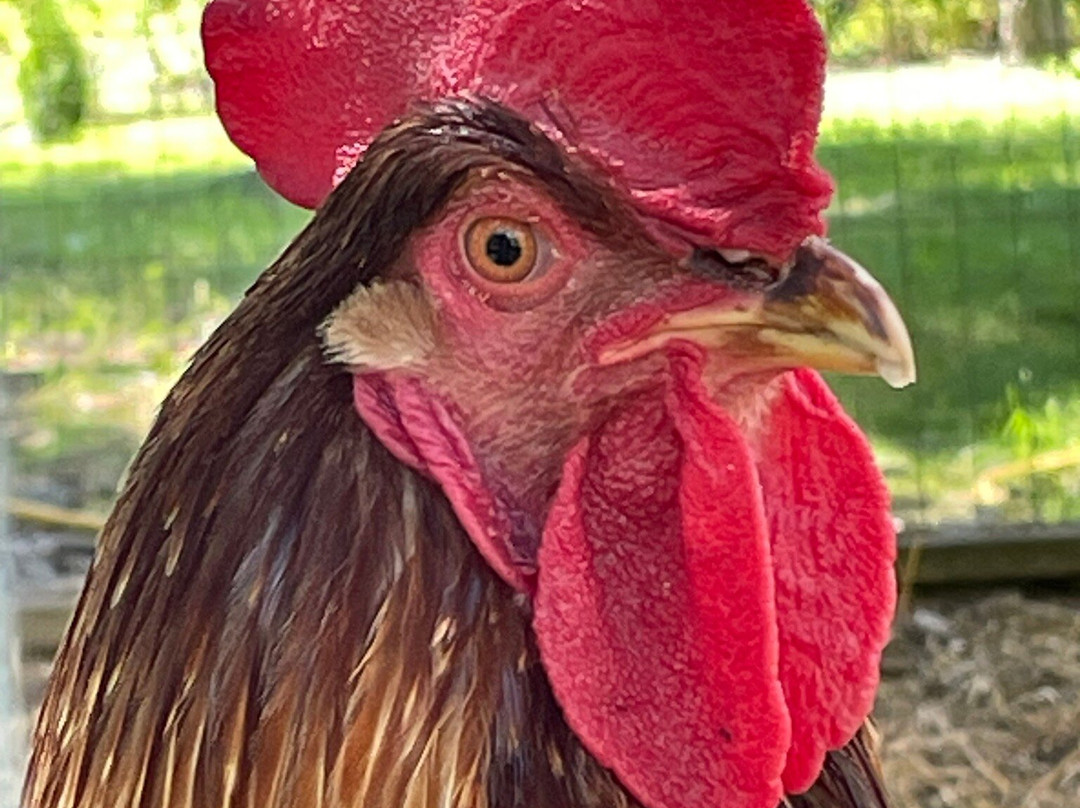 New Brunswick Botanical Garden-埃德蒙兹顿必去景点