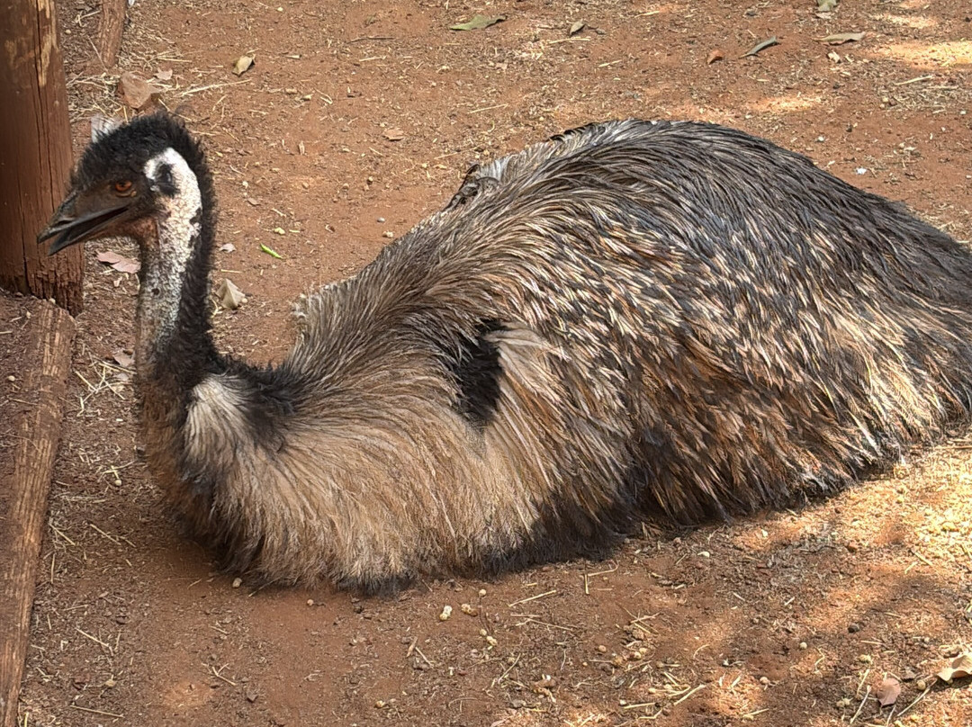 Fazendinha Zoomix-Franca必去景点