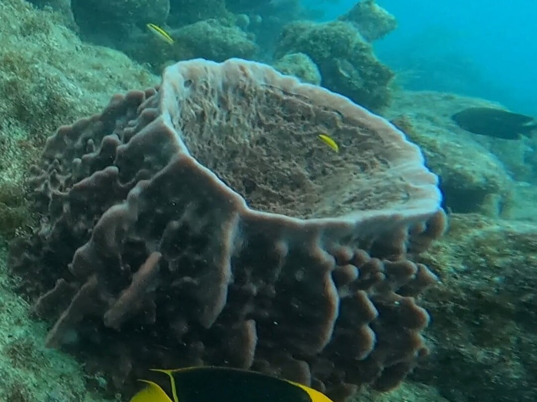 Looe Key Dive Center-Ramrod Key必去景点