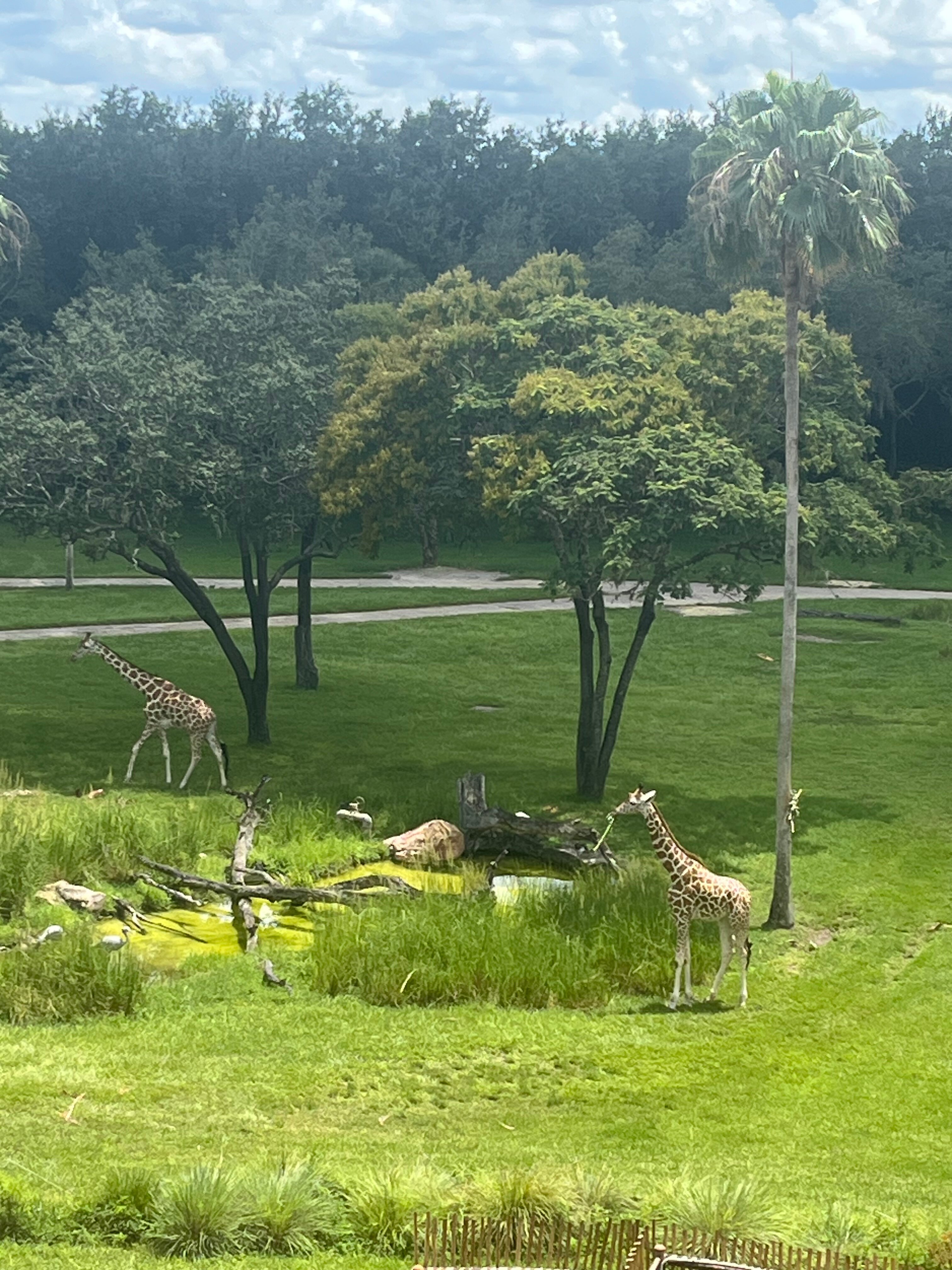 迪斯尼动物王国旅馆-酒店景观