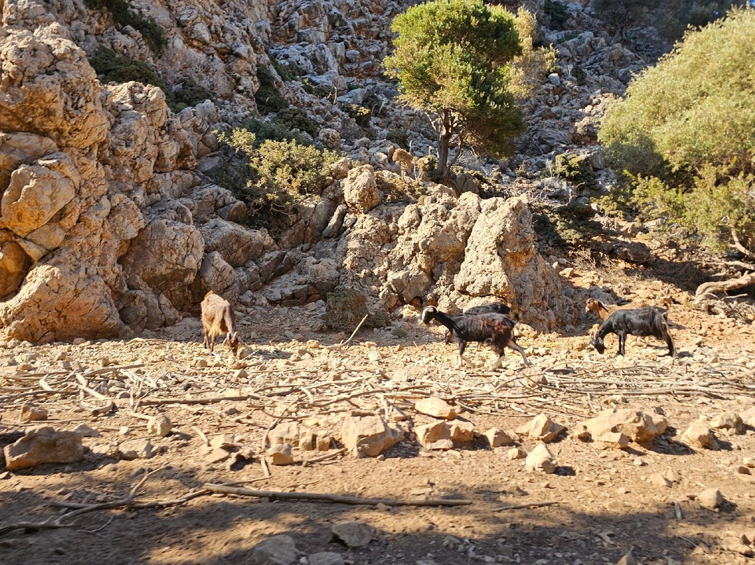 Chania Buggy Safari By Rock N Roll-Maleme必去景点