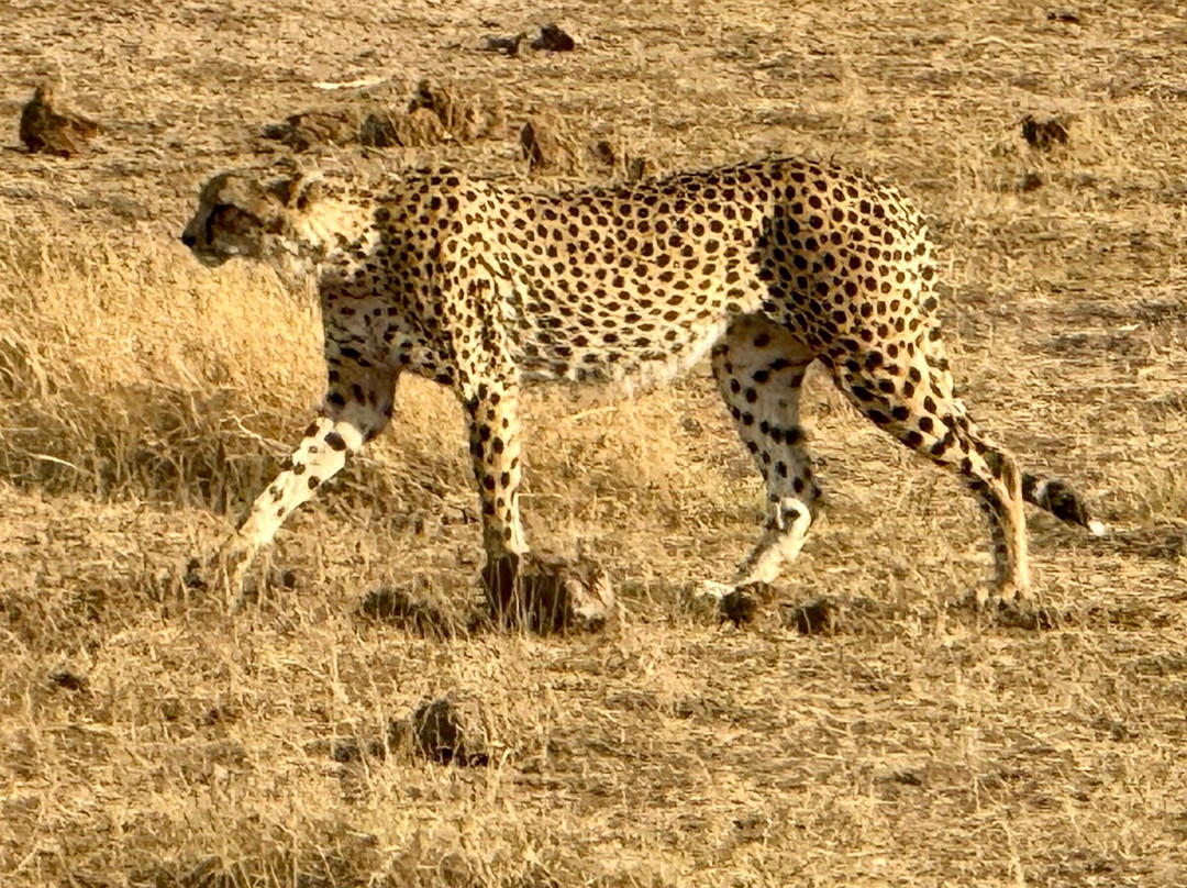 Alligator Adventures Tours & Safaris-纳罗克必去景点