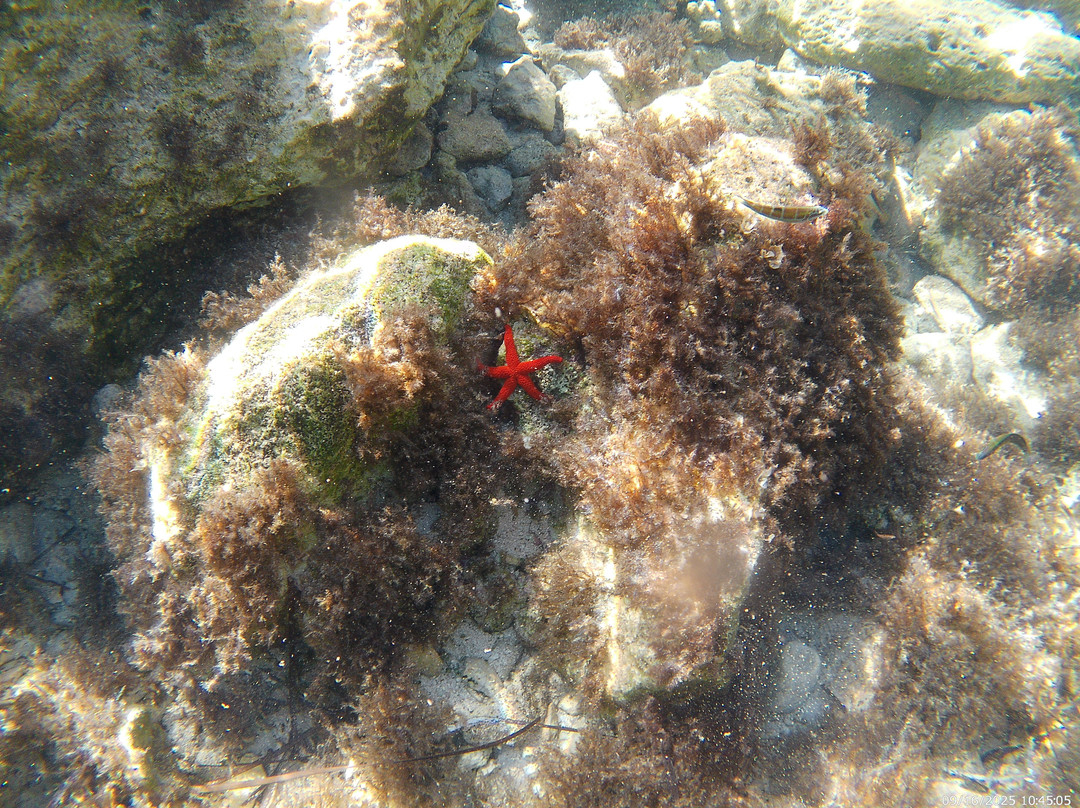 Isola dei Conigli-兰佩杜萨必去景点