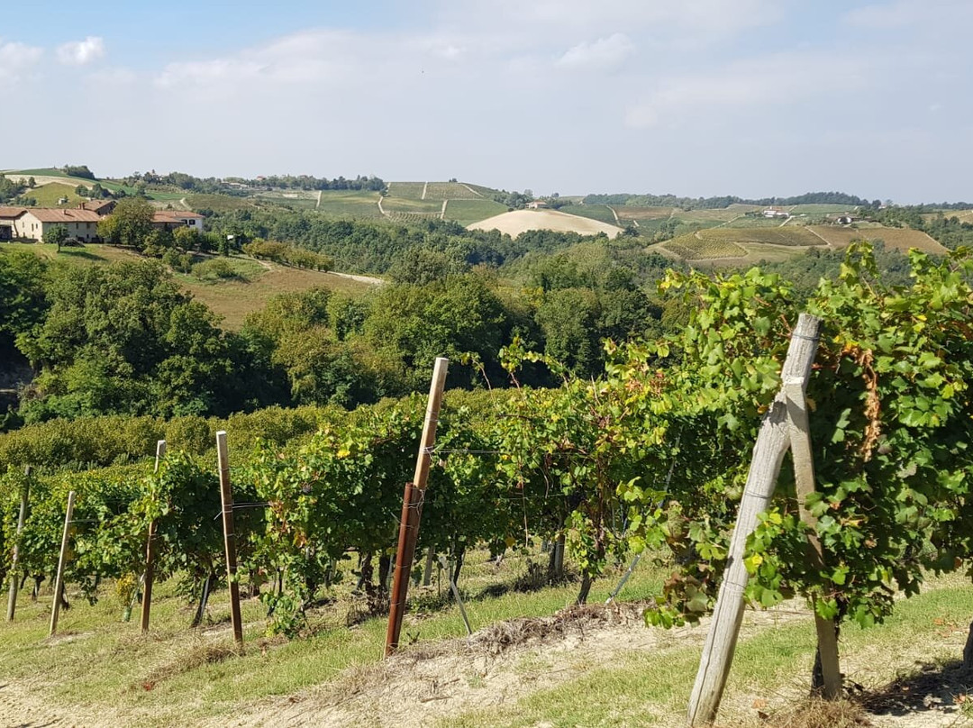 Azienda Agricola Avignolo-Dogliani必去景点