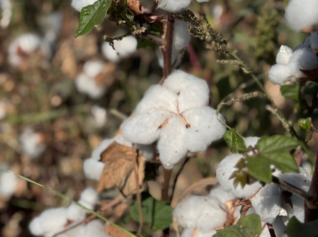 Union Travel Uzbekistan-撒马尔罕必去景点