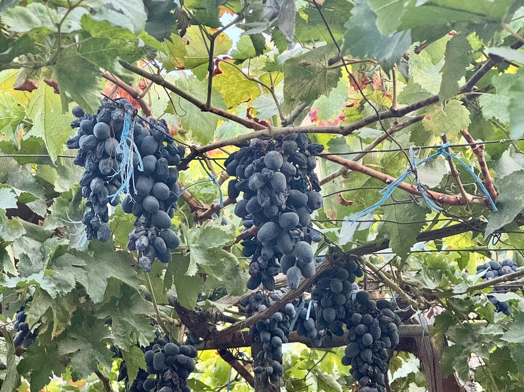 Pilaf cooking Class in Fergana-Fergana必去景点