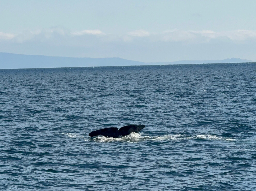Gojiraiwa Kanko - Day Tours (East Shiretoko)-罗臼町必去景点