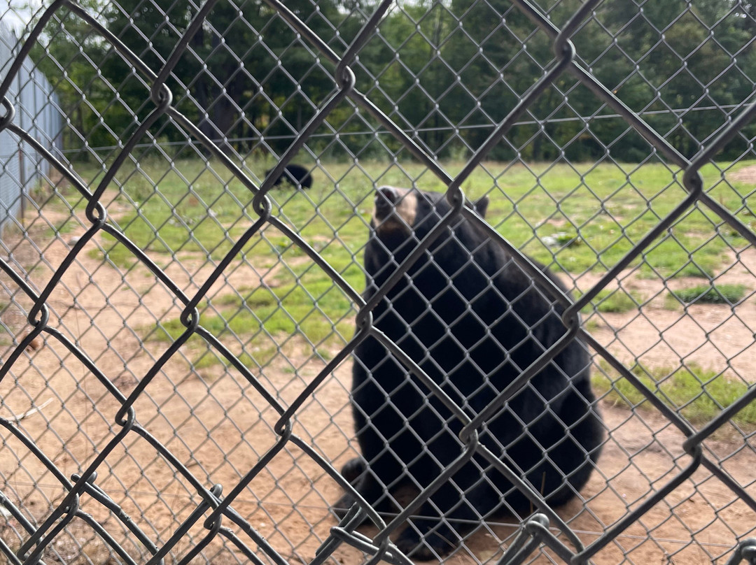 Oswald's Bear Ranch-Newberry必去景点