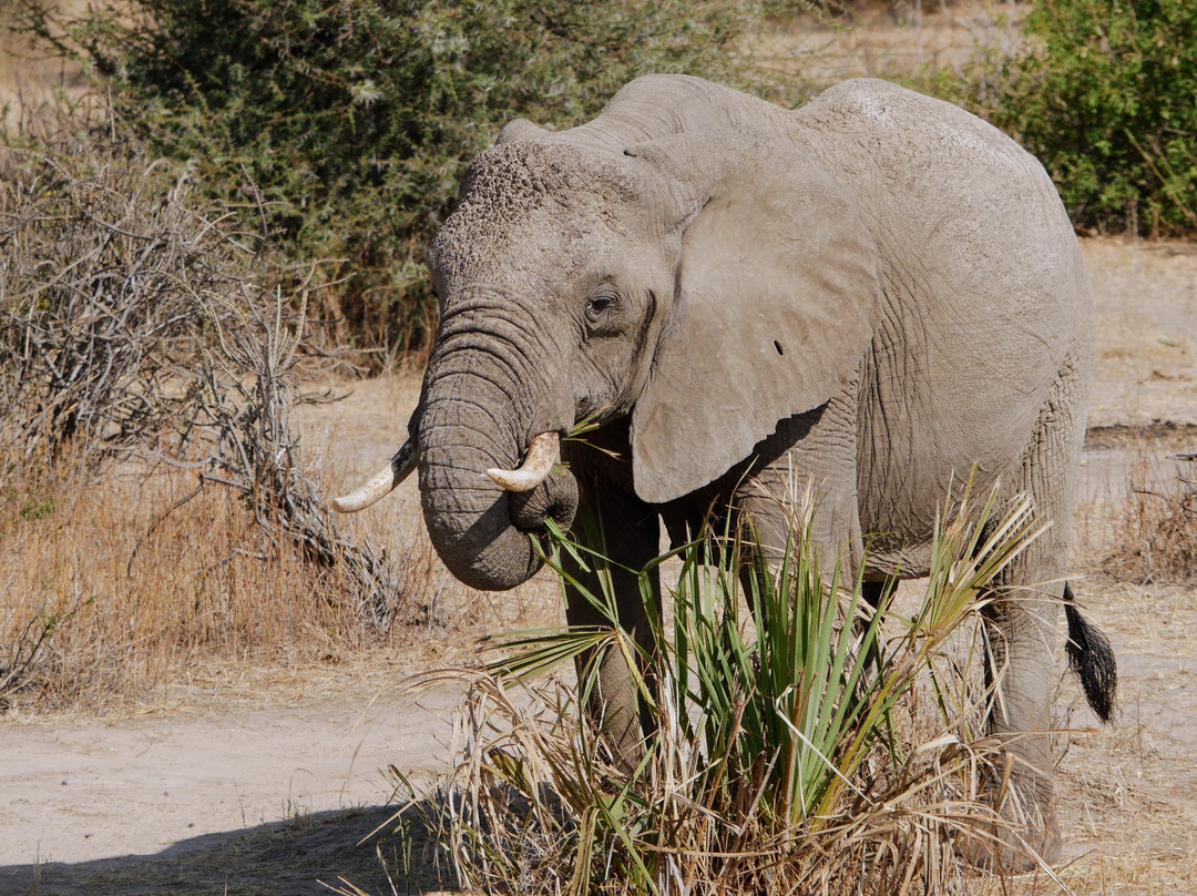 Nyika Discovery Ltd-阿鲁沙必去景点