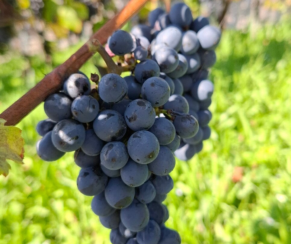 Musée de la Vigne et du Vin-Boudry必去景点