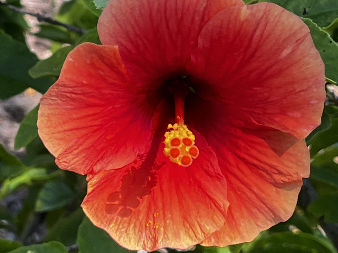 Save Our Seabirds-萨拉索塔必去景点