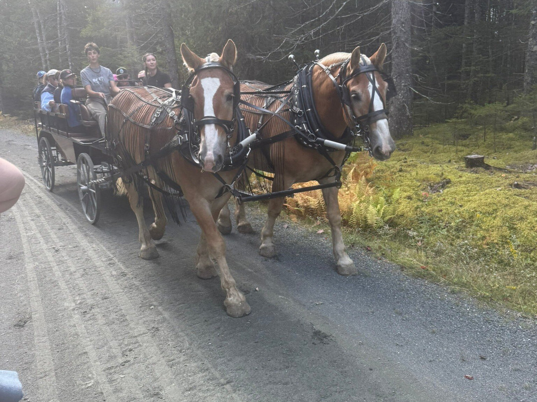 Carriages of Acadia-阿卡迪亚国家公园必去景点