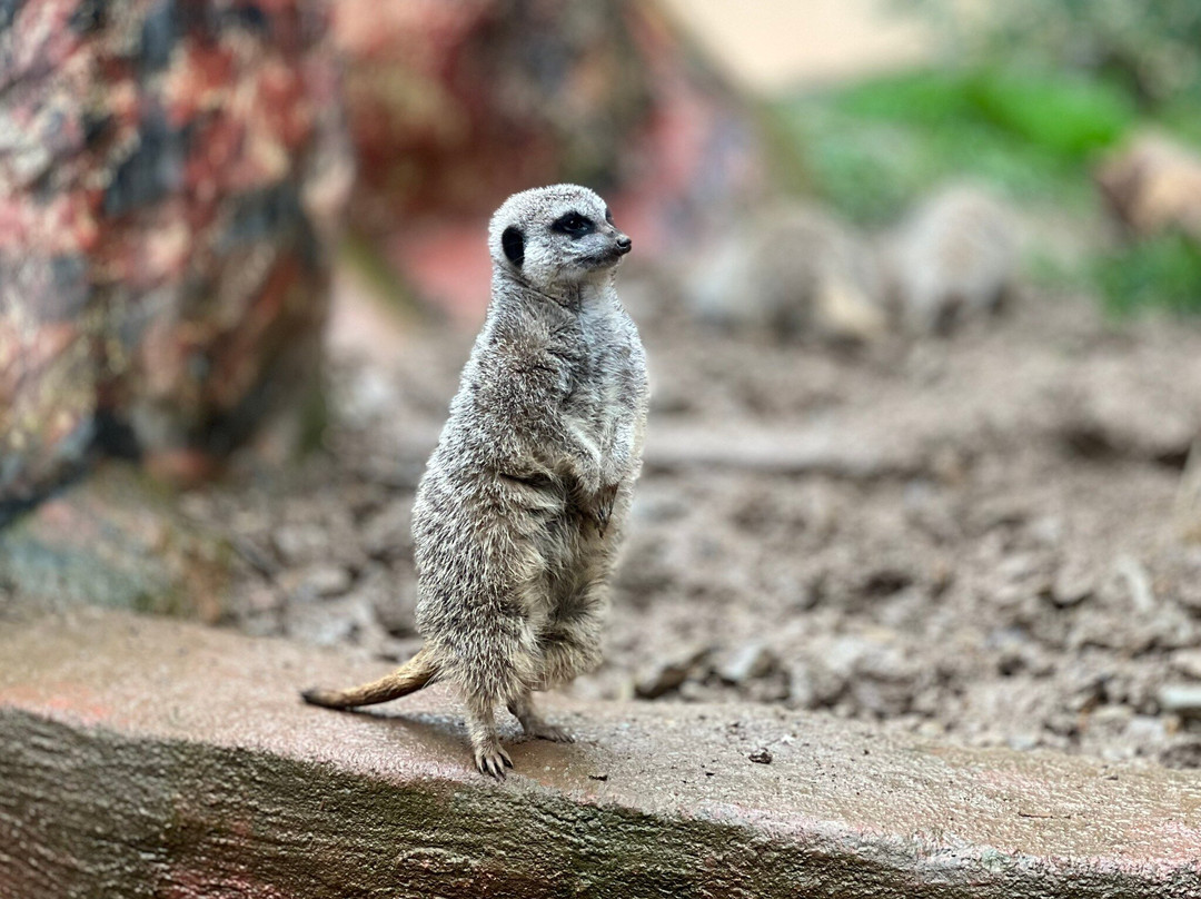Porfell Wildlife Park & Sanctuary-利斯卡德必去景点