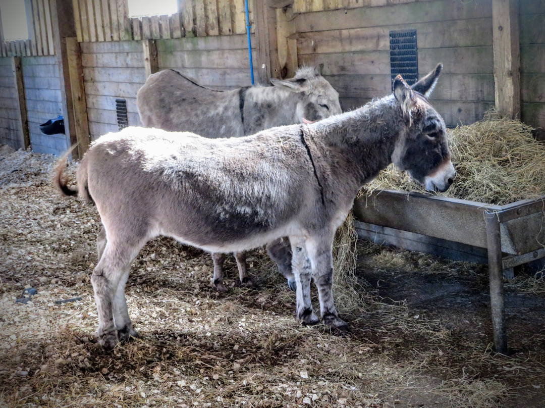 The Flicka Foundation - Donkey Sanctuary-Penryn必去景点