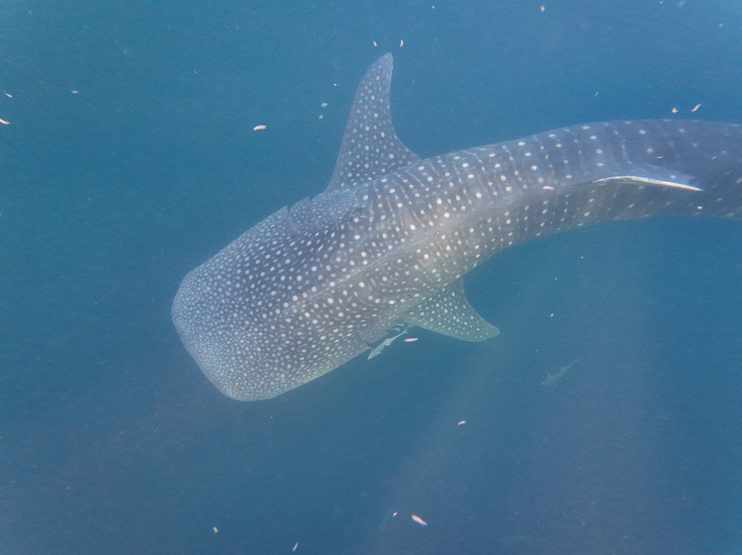 The Langkah Travel-Sumbawa Besar必去景点