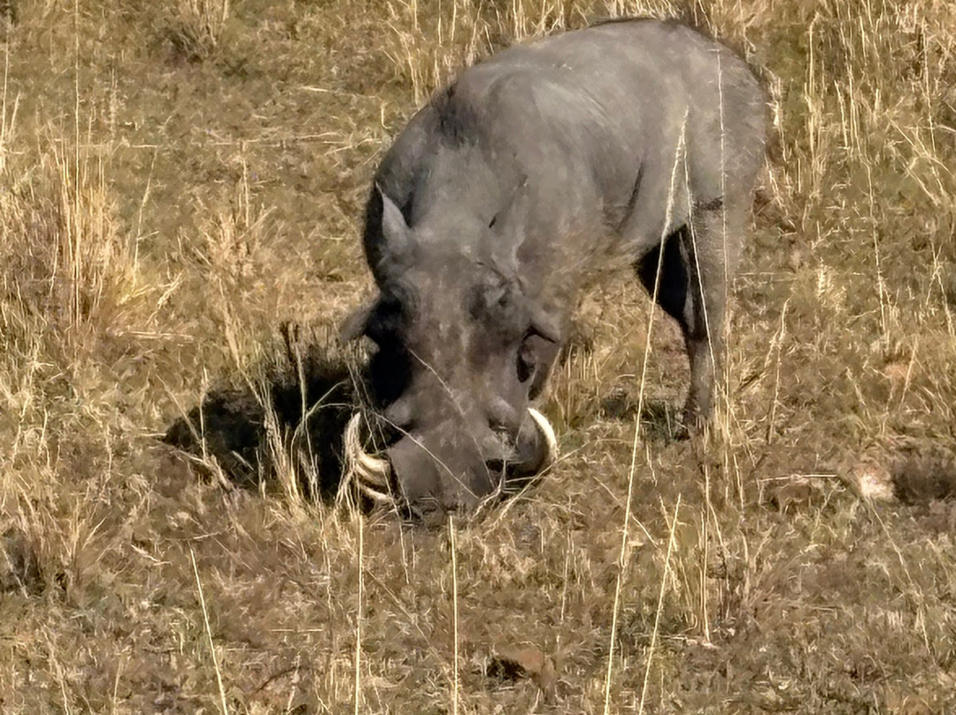 Banok Safaris-内罗毕必去景点
